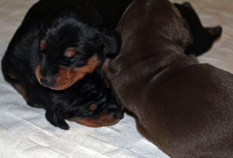 week old dobie babies; blacks and a red