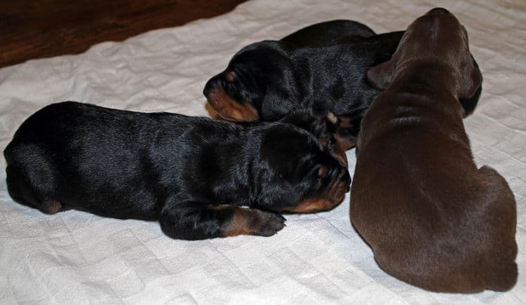 week old dobie babies; blacks and a red