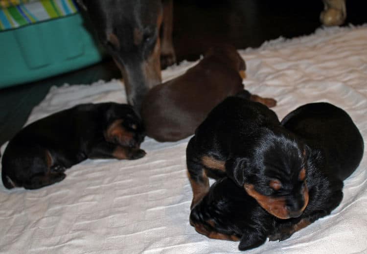 week old dobie babies; blacks and a red