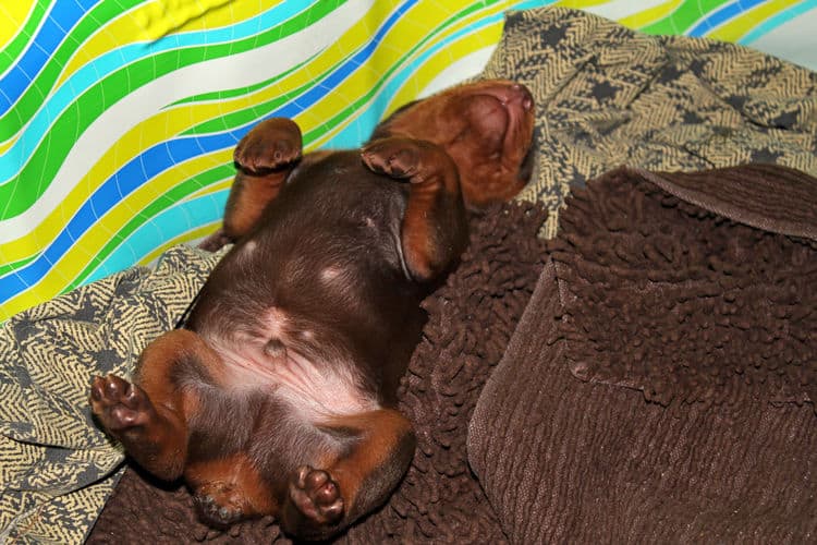 week old dobie babies; blacks and a red