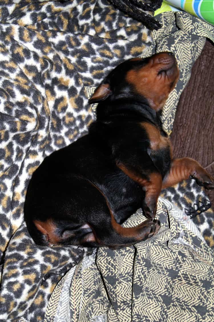 week old dobie babies; blacks and a red