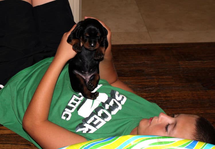 week old dobie babies; blacks and a red