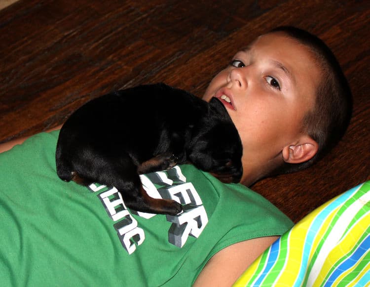 week old dobie babies; blacks and a red