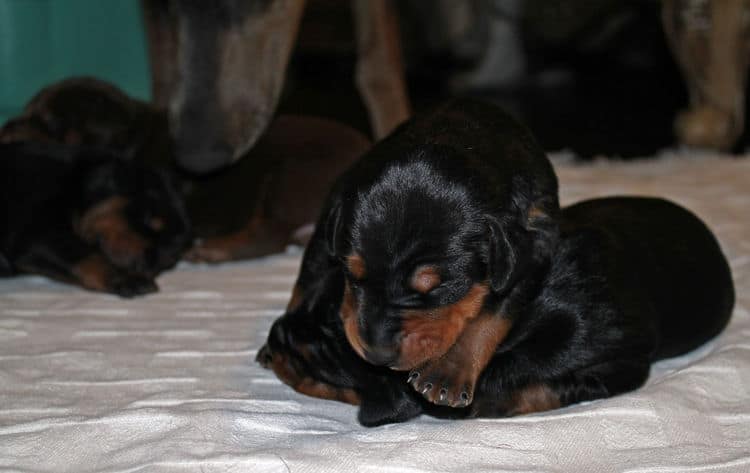 week old dobie babies; blacks and a red