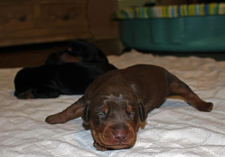 week old dobie babies; blacks and a red