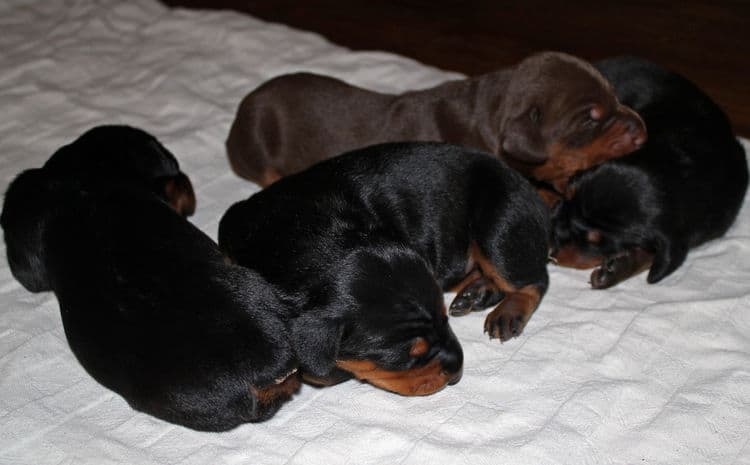 week old dobie babies; blacks and a red