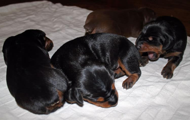 week old dobie babies; blacks and a red