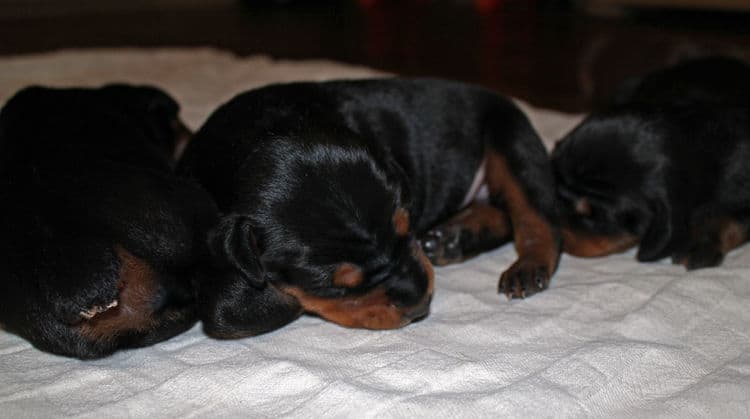 week old dobie babies; blacks and a red