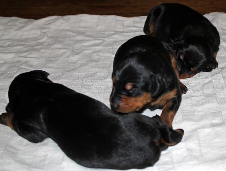 week old dobie babies; blacks and a red