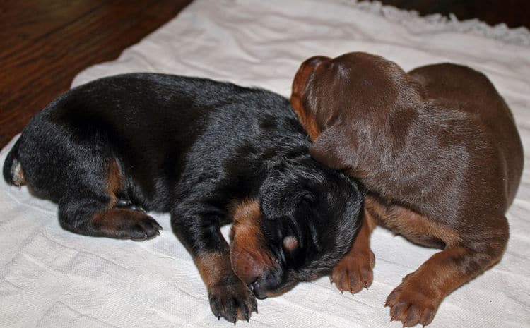 week old dobie babies; blacks and a red