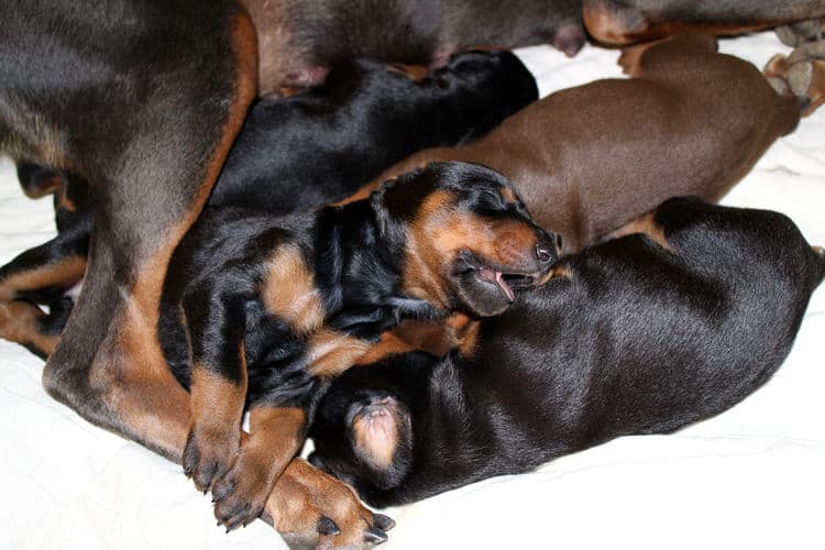 2 week old dobe pups