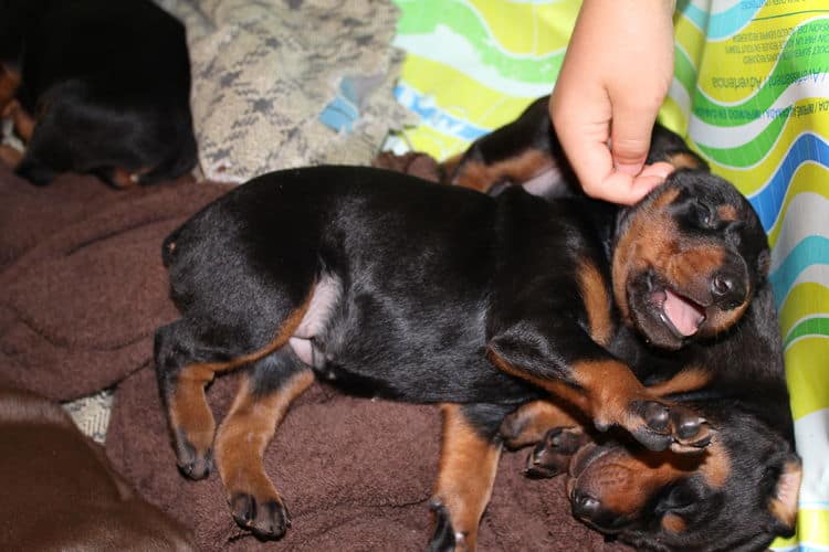 2 week old dobe pups