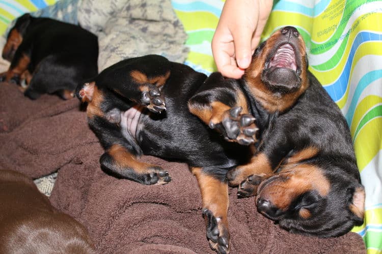 2 week old dobe pups