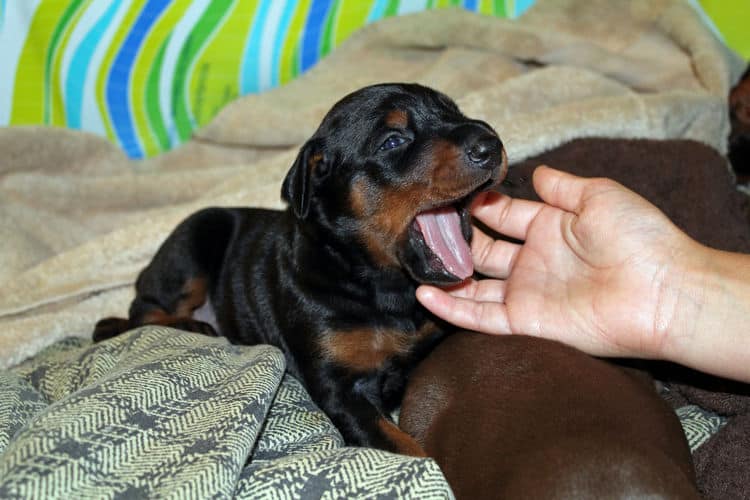 2 week old dobe pups