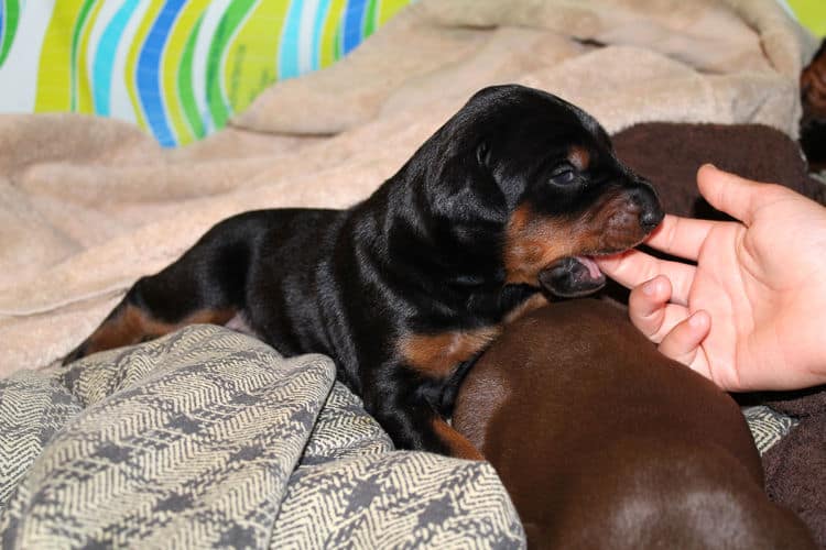 2 week old dobe pups