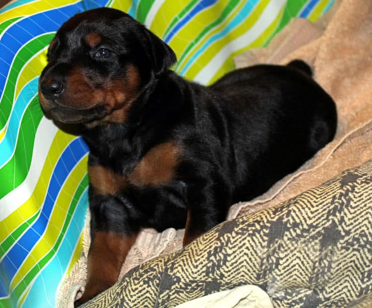 Black/rust female tagged Purple; nicknamed Lexi