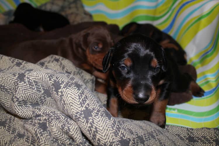 2 week old dobe pups