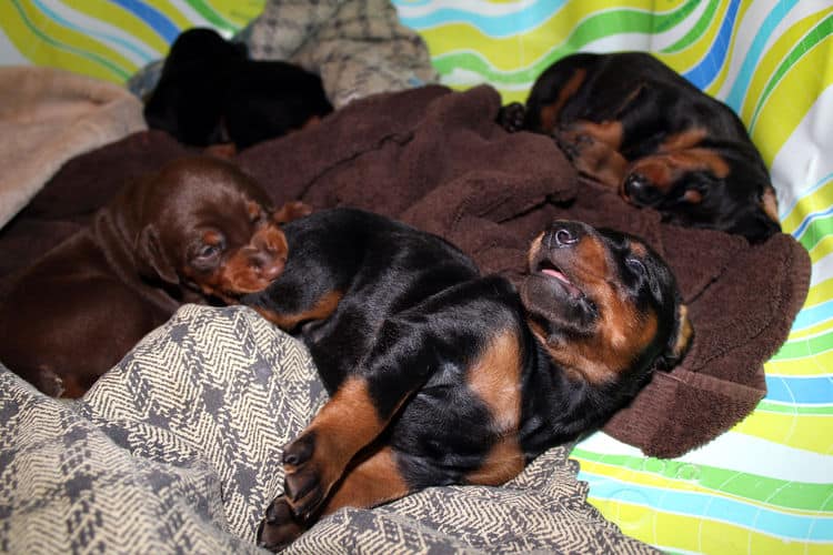 2 week old dobe pups