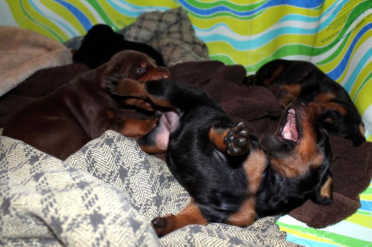 2 week old dobe pups