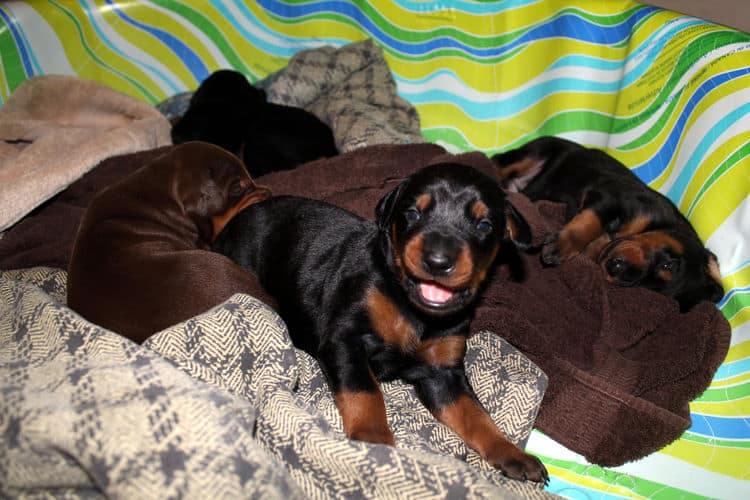 2 week old dobe pups