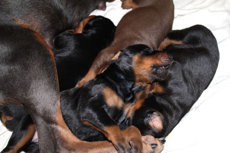 2 week old dobe pups