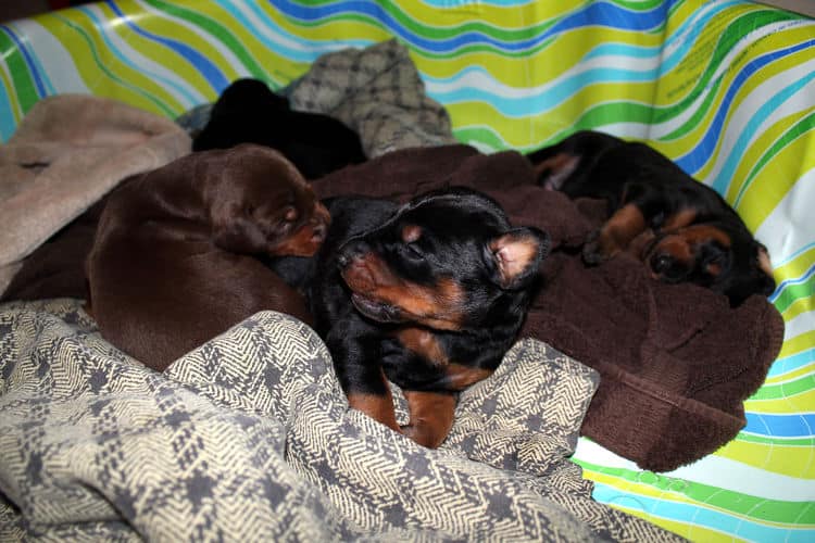 2 week old dobe pups