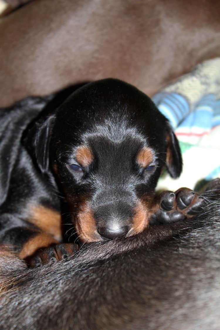 2 week old dobe pups