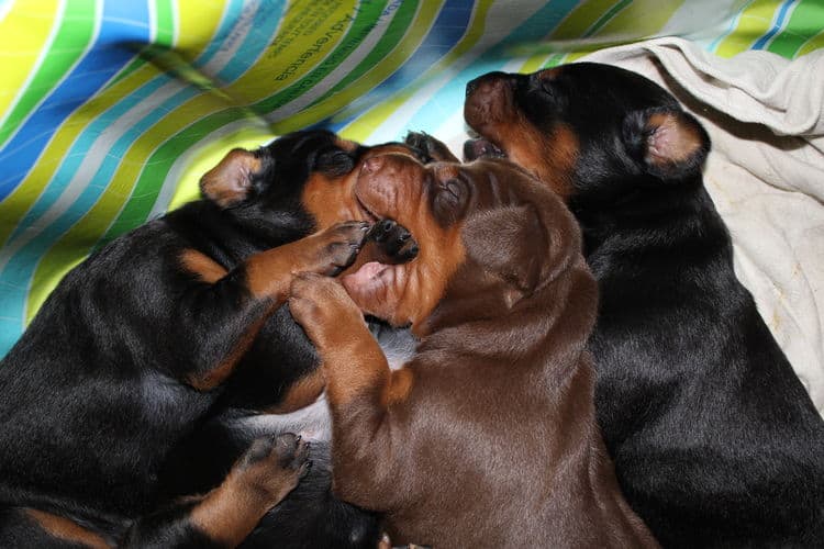 2 week old dobe pups