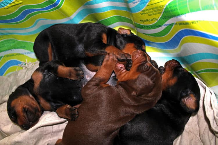 2 week old dobe pups