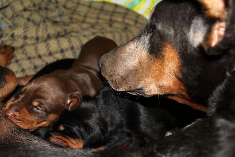 2 week old dobe pups