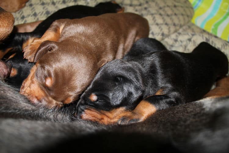 2 week old dobe pups