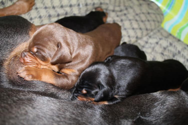 2 week old dobe pups