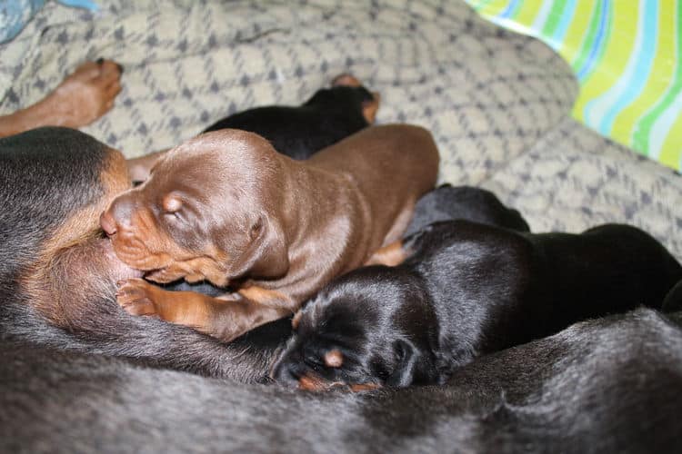 2 week old dobe pups