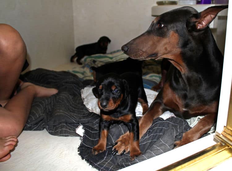 3 week old doberman puppies