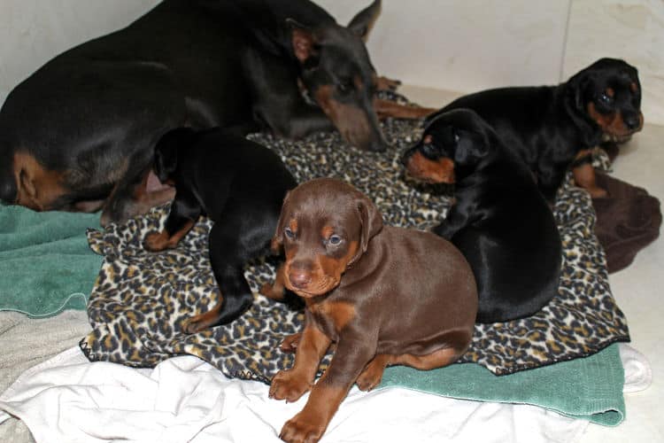 3 week old doberman puppies