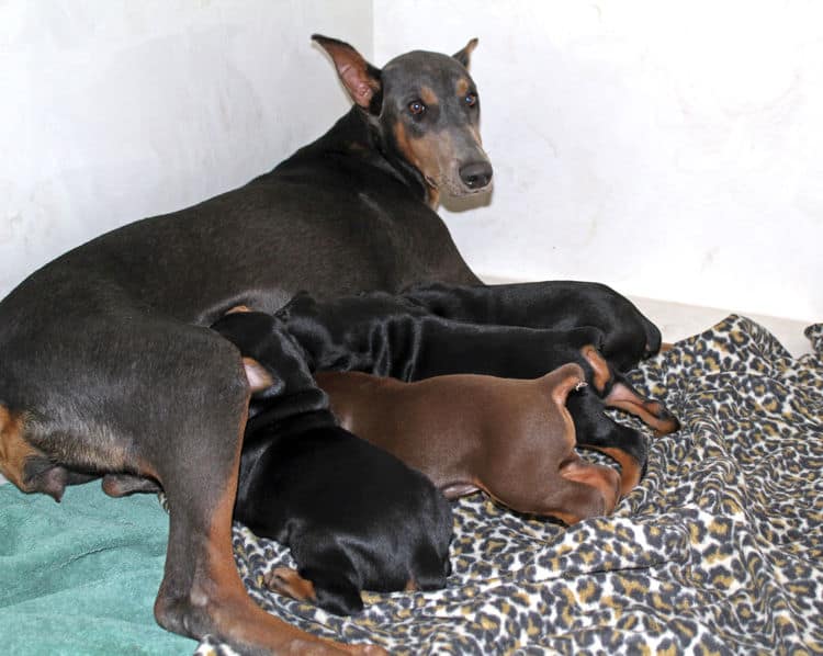 3 week old doberman puppies