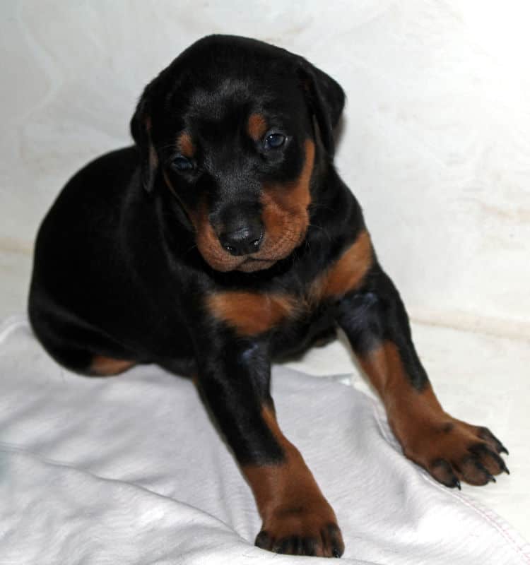 3 week old doberman black and rust female pup