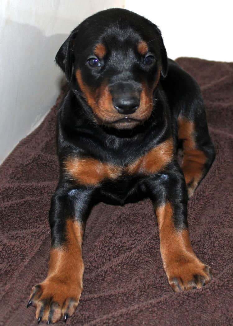 3 week old doberman black and rust female pup