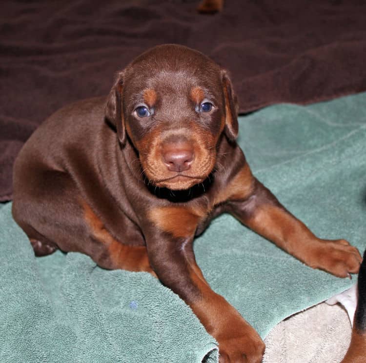 3 week old doberman red and rust male pup