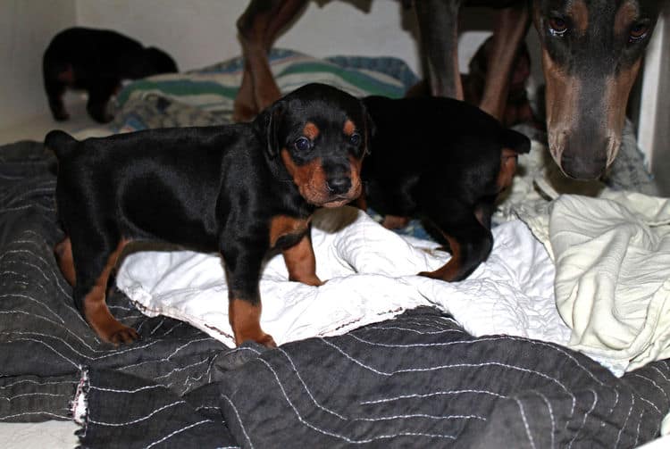 3 week old doberman puppies