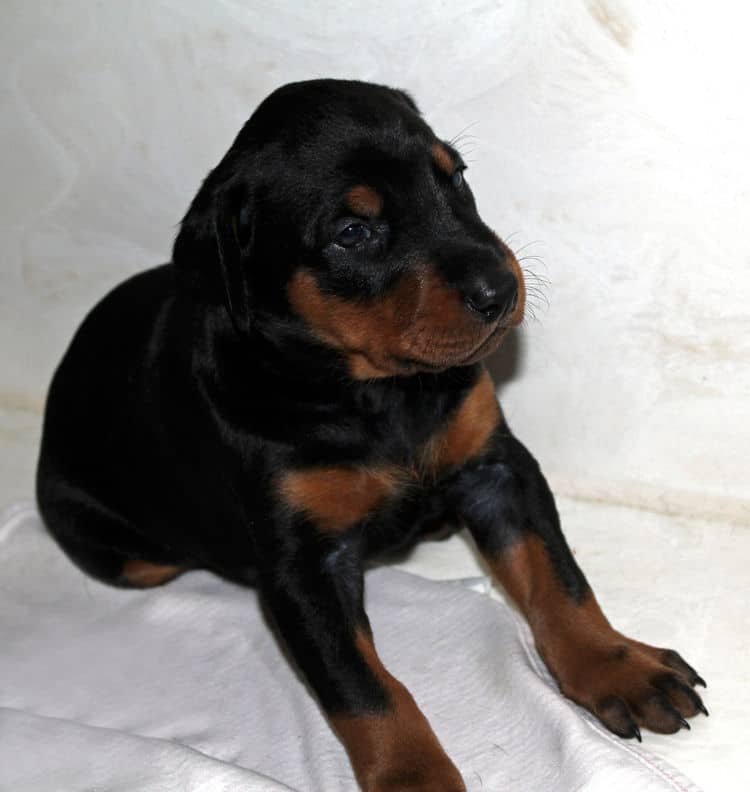 3 week old doberman black and rust female pup