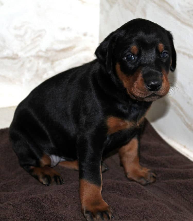 3 week old doberman black and rust female pup