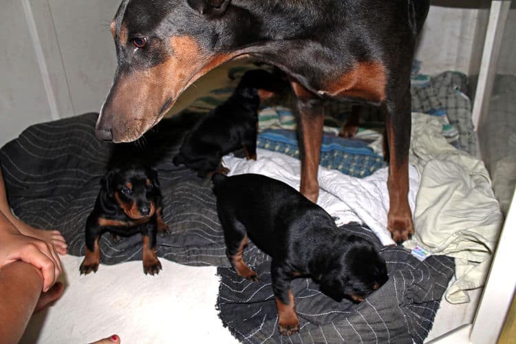 3 week old doberman puppies