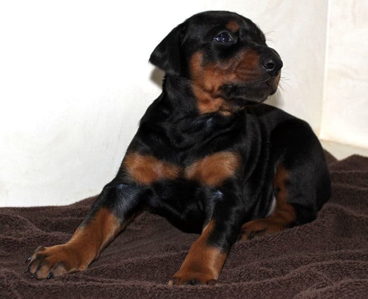 3 week old doberman black and rust female pup