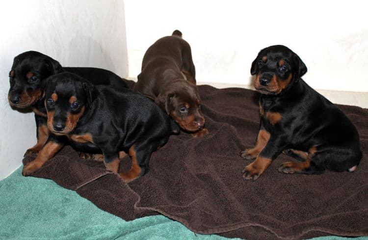 3 week old doberman puppies