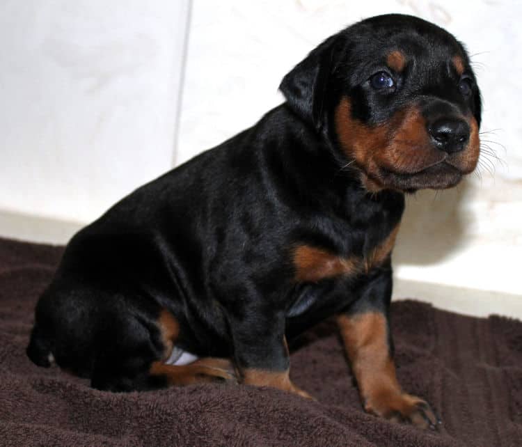 3 week old doberman black and rust female pup