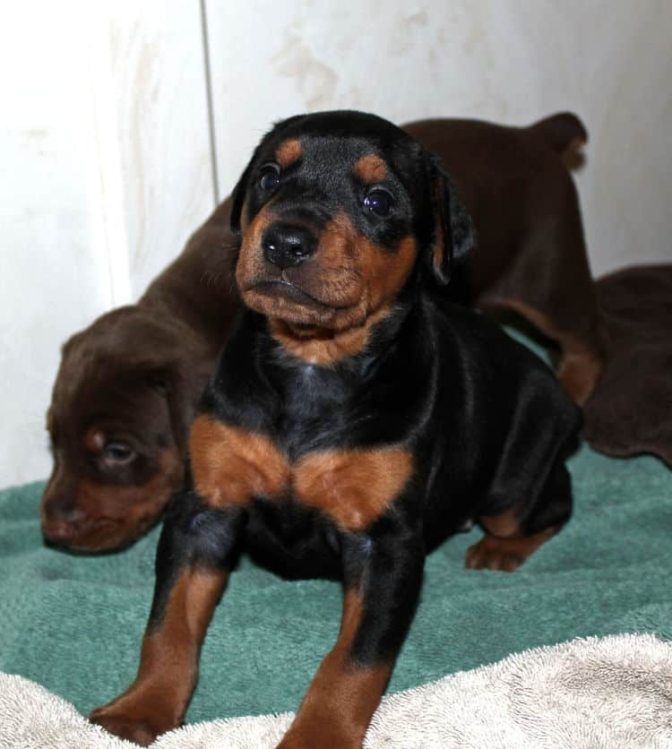 3 week old doberman puppies