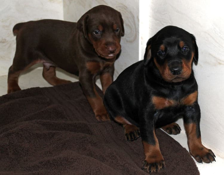 3 week old doberman puppies