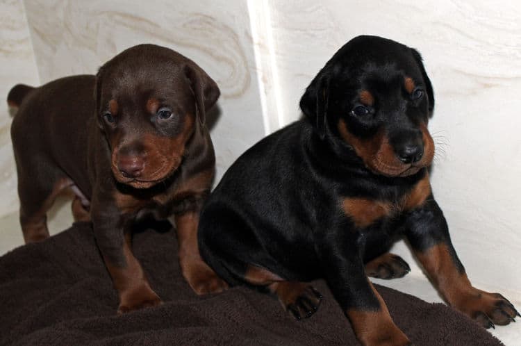 3 week old doberman puppies