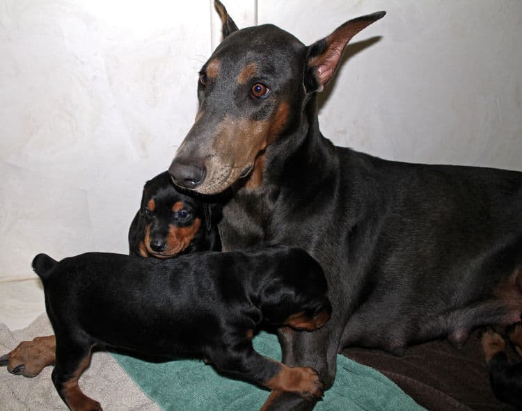 3 week old doberman puppies